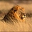 safari
